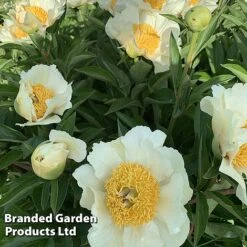 Peony Collection -Garden Glory Sales PEON JANVANLEE L413291