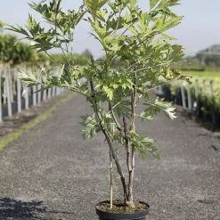 Paeonia Lutea -Garden Glory Sales PEON LUTEA S45907 NOW