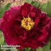 Tree Peony 'Mo Run Jue Lun' 1 Tree Peony 'Mo Run Jue Lun' -Garden Glory Sales PEON MORUNJUEL1
