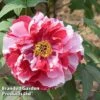 Tree Peony 'Shima Nishiki' 2 Tree Peony 'Shima Nishiki' -Garden Glory Sales PEON SHIMANISH S51021