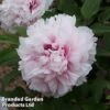 Tree Peony 'Xue Ying Tao Hua' 2 Tree Peony 'Xue Ying Tao Hua' -Garden Glory Sales PEON XUEYINGTA1