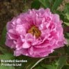 Tree Peony 'Yin Hong Qiao Dui' -Garden Glory Sales PEON YINHONGQI S50997
