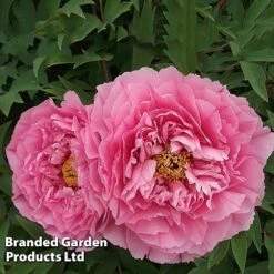 Tree Peony 'Yin Hong Qiao Dui' -Garden Glory Sales PEON YINHONGQI S50999
