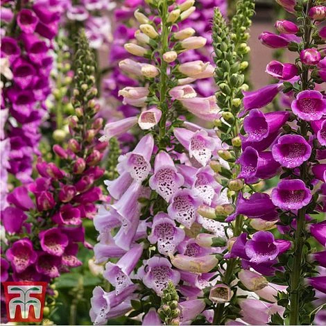 Rouge Perennial Collection 4 Rouge Perennial Collection - Image 2