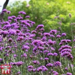 Rouge Perennial Collection 11 Rouge Perennial Collection -Garden Glory Sales PERE WKC5961 E