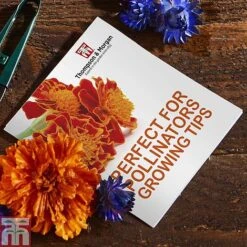 Pollinator Flowers Growing Kit 10 Pollinator Flowers Growing Kit -Garden Glory Sales PERF TKA1544A C