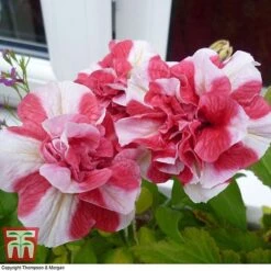 Petunia 'Frills & Spills™ Cherry Ripple' 9 Petunia 'Frills & Spills™ Cherry Ripple' -Garden Glory Sales PETU T16418 B