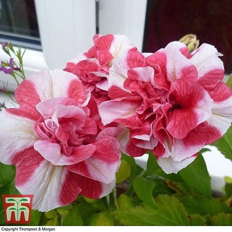 Petunia 'Frills & Spills™ Cherry Ripple' 5 Petunia 'Frills & Spills™ Cherry Ripple' - Image 3