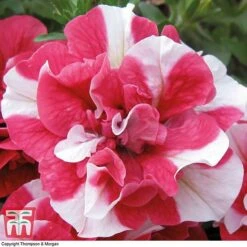 Petunia 'Frills & Spills™ Cherry Ripple' 10 Petunia 'Frills & Spills™ Cherry Ripple' -Garden Glory Sales PETU T16418 C