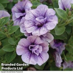 Garden Glory Sales -Garden Glory Sales PETU T16422 A