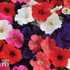 Petunia 'Express Mixed'