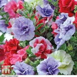 Petunia 'Frills & Spills'™ Mixed' Pre-Planted Basket -Garden Glory Sales PETU TKA1199 B