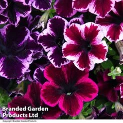 Petunia 'Cosmic Duo' 9 Petunia 'Cosmic Duo' -Garden Glory Sales PETU COSMICMIX T40817