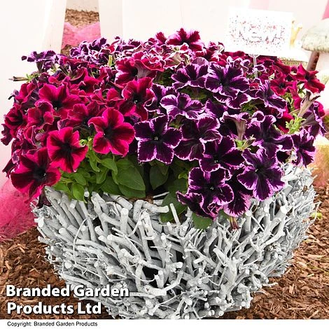 Petunia 'Cosmic Duo' 3 Petunia 'Cosmic Duo'