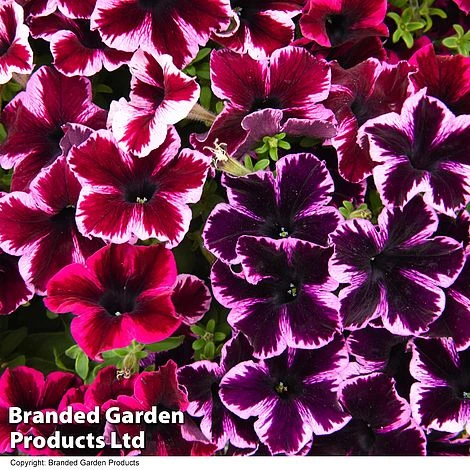 Petunia 'Cosmic Duo' 4 Petunia 'Cosmic Duo' - Image 2