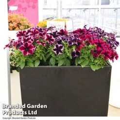 Petunia 'Cosmic Duo' 8 Petunia 'Cosmic Duo' -Garden Glory Sales PETU COSMICMIX T40830