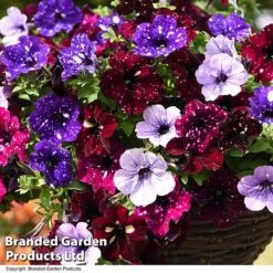 Petunia 'Sky Mix' Trio (with Night Sky) -Garden Glory Sales PETU SKYMIXED T444481