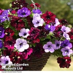 Petunia 'Sky Mix' Trio (with Night Sky) -Garden Glory Sales PETU SKYMIXED T444491