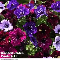 Petunia 'Sky Mix' Trio (with Night Sky) -Garden Glory Sales PETU SKYMIXED T444521