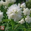 Philadelphus 'Manteau D'Hermine' -Garden Glory Sales PHIL T58154 A