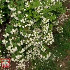 Philadelphus 'Manteau D'Hermine' 6 Philadelphus 'Manteau D'Hermine' -Garden Glory Sales PHIL T58154 B1