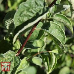 Philadelphus 'Albatre' -Garden Glory Sales PHIL T66362 C