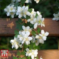 Philadelphus 'Albatre' -Garden Glory Sales PHIL T66362 D