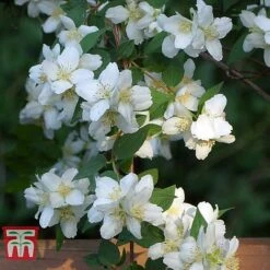 Philadelphus 'Albatre' -Garden Glory Sales PHIL T66362 E