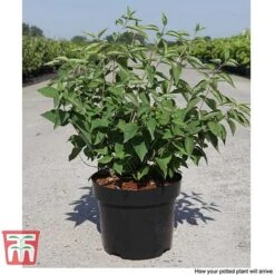 Philadelphus 'Albatre' -Garden Glory Sales PHIL T66362 F