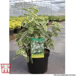 Philadelphus Coronarius 'Variegatus' -Garden Glory Sales PHIL T66367 C1