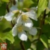 Philadelphus 'Dame Blanche' -Garden Glory Sales PHIL T66368 A