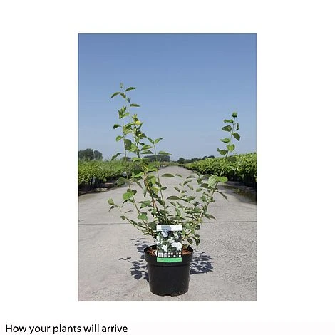 Philadelphus Innocence 4 Philadelphus Innocence - Image 2