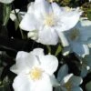 Philadelphus 'Natchez' 1 Philadelphus 'Natchez' -Garden Glory Sales PHIL T66372 A h