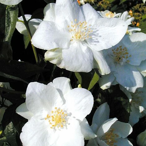Philadelphus 'Natchez' 3 Philadelphus 'Natchez'