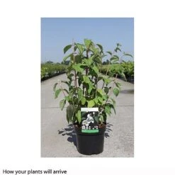 Philadelphus 'Starbright' 21 Philadelphus 'Starbright' -Garden Glory Sales PHIL T66374 B h