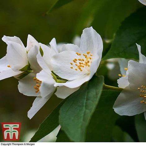 Philadelphus 'Starbright' 6 Philadelphus 'Starbright' - Image 4