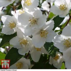 Philadelphus 'Starbright' 17 Philadelphus 'Starbright' -Garden Glory Sales PHIL T66374 D