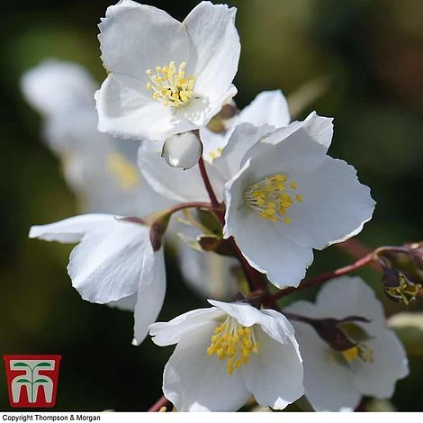 Philadelphus 'Starbright' 9 Philadelphus 'Starbright' - Image 7