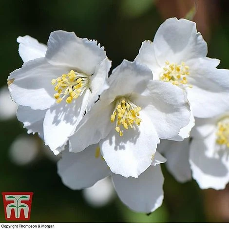 Philadelphus 'Starbright' 11 Philadelphus 'Starbright' - Image 9