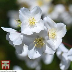 Philadelphus 'Starbright' 14 Philadelphus 'Starbright' -Garden Glory Sales PHIL T66374 I