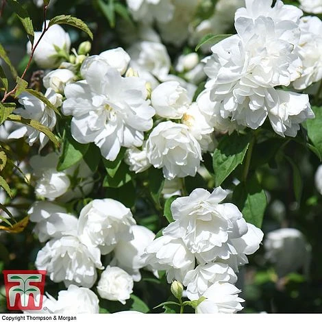 Philadelphus 'Virginal' 3 Philadelphus 'Virginal'