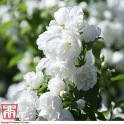 Philadelphus 'Virginal' 14 Philadelphus 'Virginal' -Garden Glory Sales PHIL T68144 I