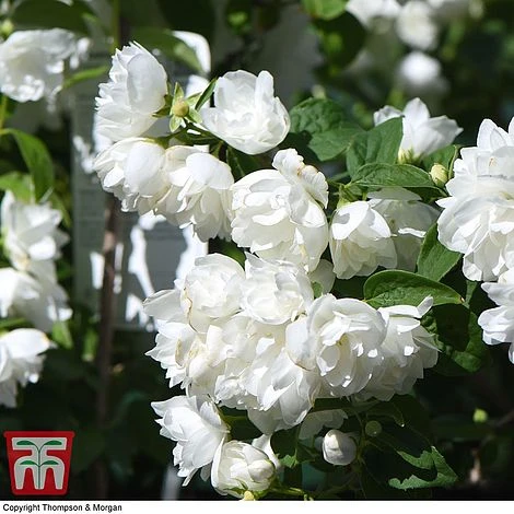 Philadelphus 'Virginal' 7 Philadelphus 'Virginal' - Image 5