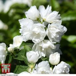 Philadelphus 'Virginal' 16 Philadelphus 'Virginal' -Garden Glory Sales PHIL T68144 K