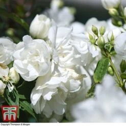 Philadelphus 'Virginal' 17 Philadelphus 'Virginal' -Garden Glory Sales PHIL T68144 L