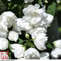 Philadelphus 'Virginal' 18 Philadelphus 'Virginal' -Garden Glory Sales PHIL T68144 M