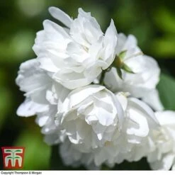 Philadelphus 'Virginal' 19 Philadelphus 'Virginal' -Garden Glory Sales PHIL T68144 N