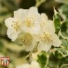 Philadelphus Coronarius 'Variegatus' 2 Philadelphus Coronarius 'Variegatus' -Garden Glory Sales PHIL t66367 A