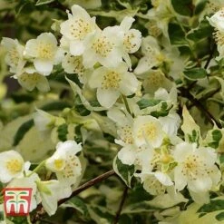 Philadelphus Coronarius 'Variegatus' -Garden Glory Sales PHIL t66367 B