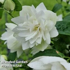 Philadelphus 'Pearls Of Perfume' -Garden Glory Sales PHIL PEARLPERF H41548